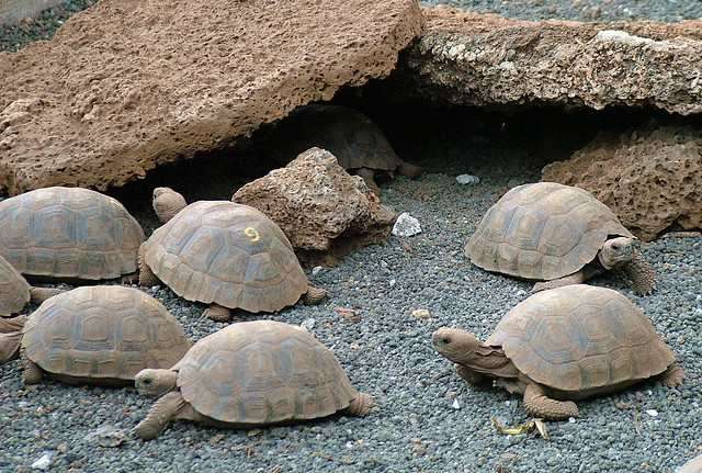 landschildpadden en schildpadden eieren te koop.